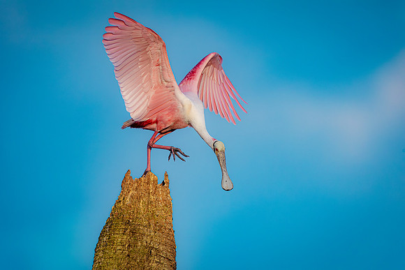 Roseate Spoonbill- Image by Glenn Woodell