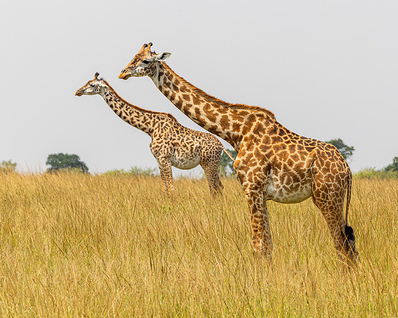 Giraffes in Maasai Mara R61_2886-CR3 Image by Glenn Woodell