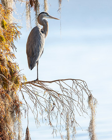 Great Blue Heron- The Sentinel Image by Glenn Woodell