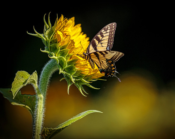 A Sunflowers Gift Image by Glenn Woodell