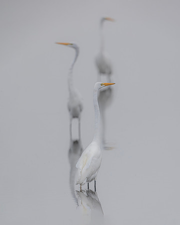 Egret- The Three Wise Men Image by Glenn Woodell