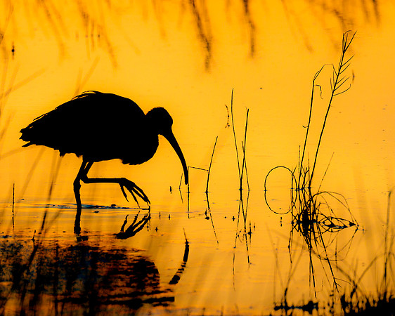 Ibis- Image by Glenn Woodell