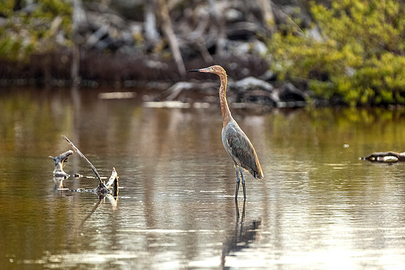 Reddish Egret- R62_9259 Image by Glenn Woodell