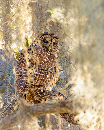 Barred Owl- Barred Owl in Moss -Image by Wendy Podmenik Woodell