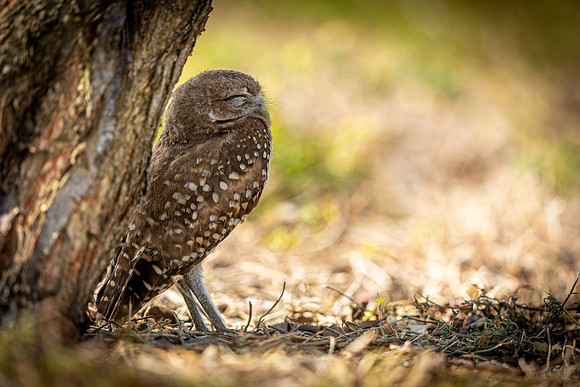 Burrowing Owl- Image by Glenn Woodell