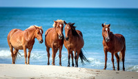Carova Horses- Image by Glenn Woodell