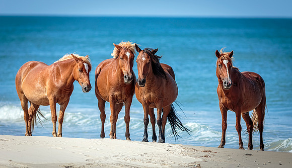 Carova Horses- Image by Glenn Woodell