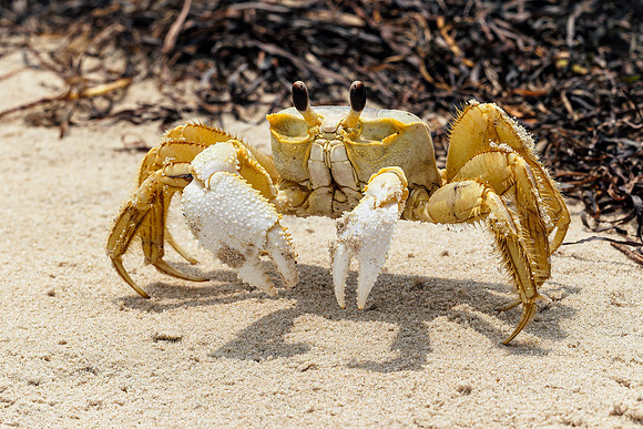 Ghost Crab- Beach Bum Image by Wendy Podmenik Woodell