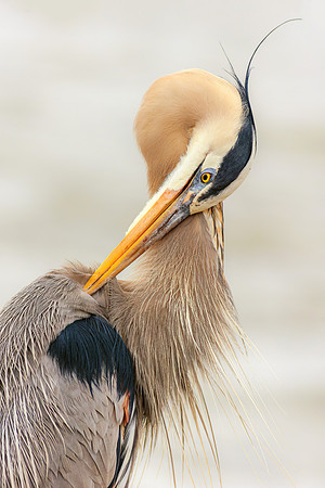 Great Blue Heron- Image by Wendy Podmenik Woodell