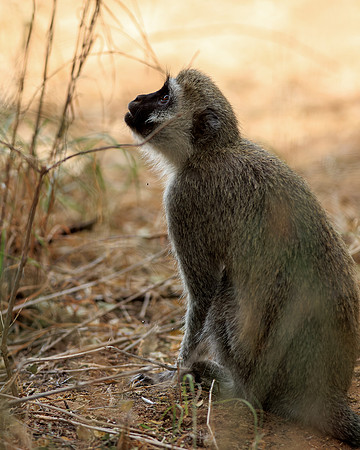 Samburu Vervet Monkey 2 - Image by Wendy Podmenik Woodell