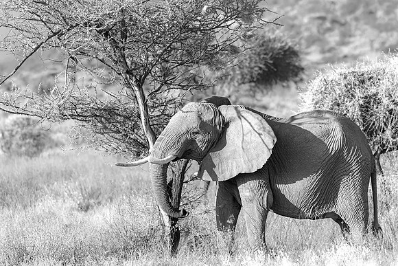 Samburu Elephant 34 - Image by Wendy Podmenik Woodell