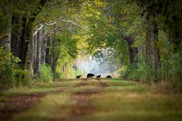 Black Bear- Woodland Serenity Image by Glenn Woodell