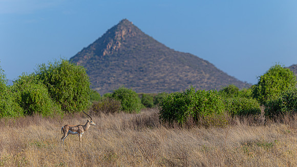 Impala in Samburu R62_8480-CR3 Image by Glenn Woodell