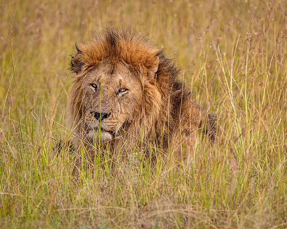 Lion in Maasai Mara R61_2652-CR3 Image by Glenn Woodell