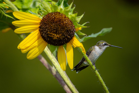 R62_4792 Image by Glenn Woodell