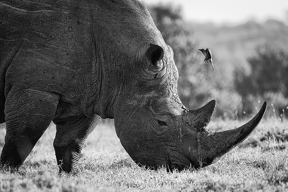 Ol Pejeta Rhino 2 - Image by Wendy Podmenik Woodell