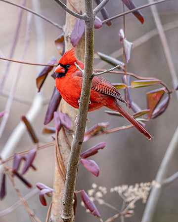 Cardinal- R62_3378-CR3 Glenn Woodell