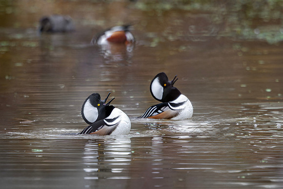 Hooded Merganser- R62_2938-CR3 Glenn Woodell