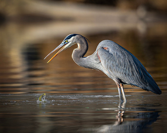 Great Blue Heron- R62_1846-CR3_8x10 Glenn Woodell