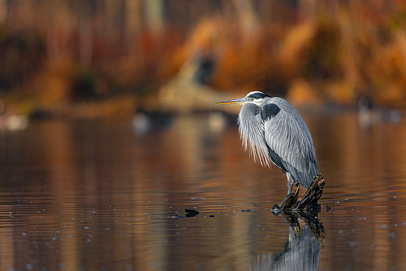Great Blue Heron- R62_1151-CR3 Glenn Woodell