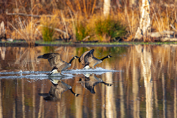 Canada Goose- R62_1105-CR3 Glenn Woodell