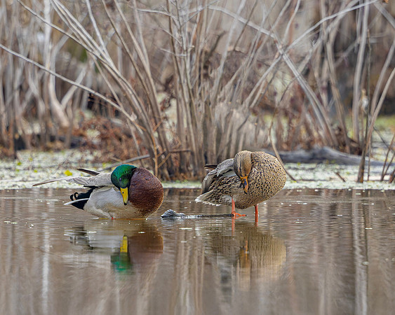 Mallard- R62_0624-CR3 Glenn Woodell