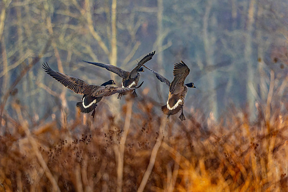 Canada Goose- R62_1025-CR3 Glenn Woodell