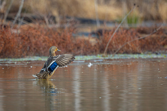 Mallard- R62_0594-CR3 Glenn Woodell