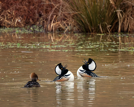 Hooded Mergansers- A84A5276-CR3 Image by Wendy Podmenik Woodell