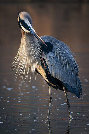 Great Blue Heron- A84A3318-CR3 Image by Wendy Podmenik Woodell