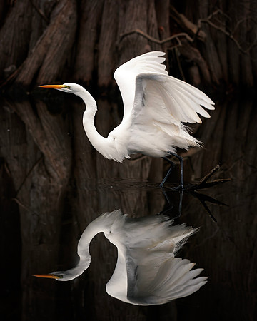Egret- A84A2168-CR3 copy Image by Wendy Podmenik Woodell