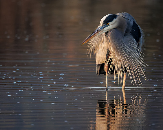 Great Blue Heron- A84A3232-CR3 Image by Wendy Podmenik Woodell