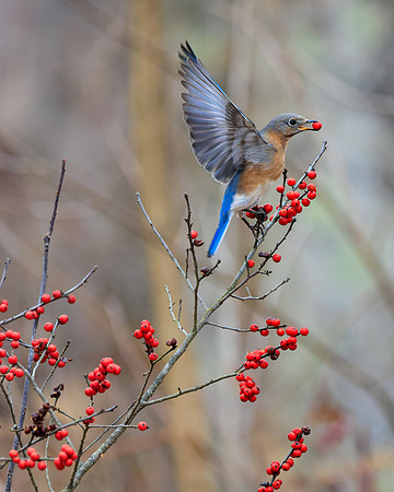 Bluebird- A84A5701-CR3 Image by Wendy Podmenik Woodell