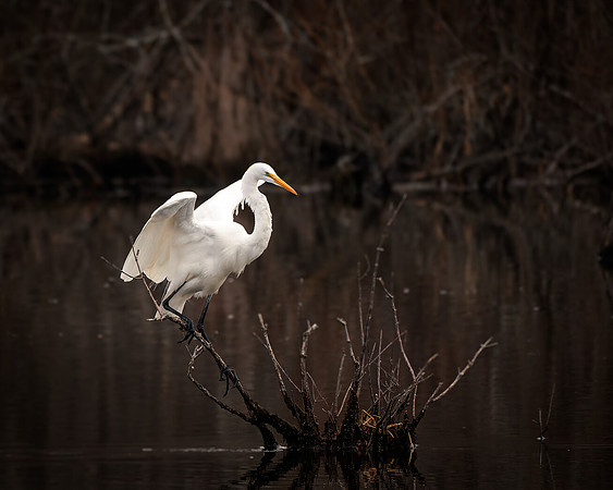 Egret- A84A2079-CR3 Image by Wendy Podmenik Woodell