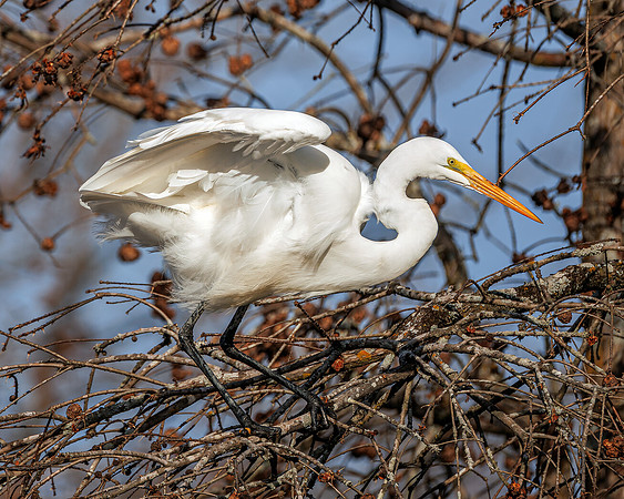 Egret- A84A1842-CR3 Image by Wendy Podmenik Woodell