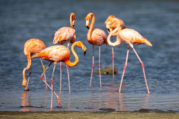 Flamingo- R62_8654 Image by Glenn Woodell