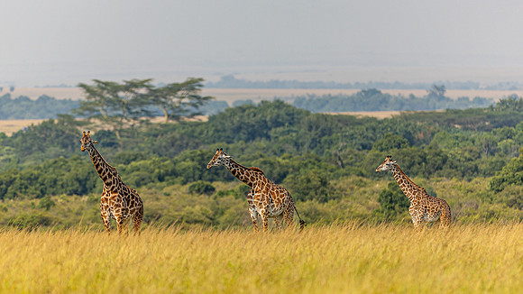 Giraffes in Maasai Mara R61_2973-CR3 Image by Glenn Woodell