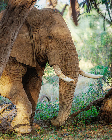 Samburu Elephant 3- Image by Wendy Podmenik Woodell