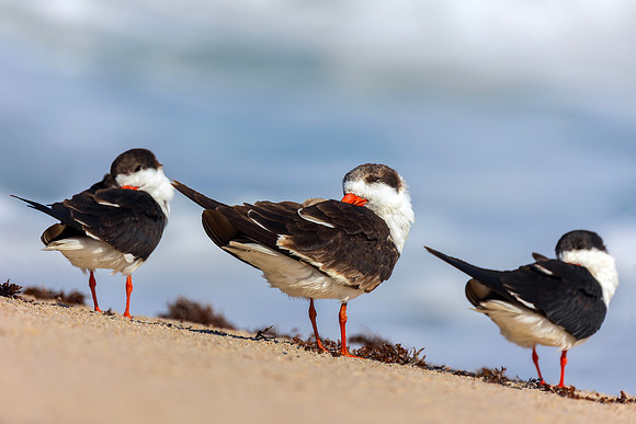 Skimmers- Sleeping Skimmers by Wendy Woodell