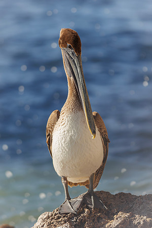 Pelican- Teen Attitude by Wendy Woodell