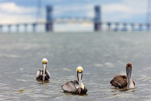 Pelican- The Pelicans of Nuppa Nu by Wendy Woodell