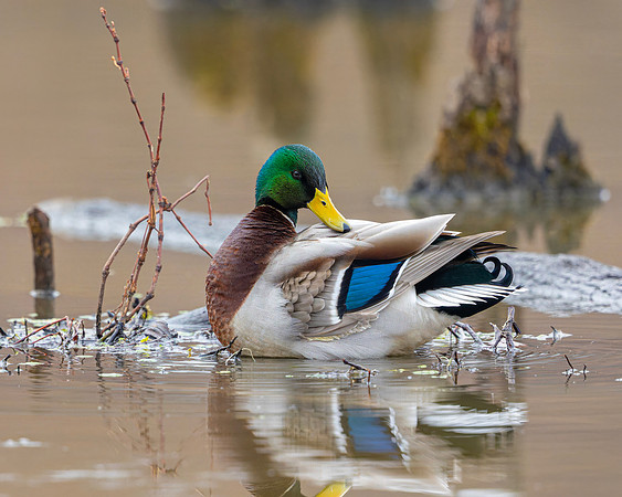 Mallard- R62_0706-CR3 by Glenn Woodell