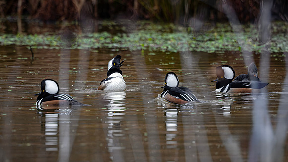 Hooded Merganser- R62_2896-CR3 by Glenn Woodell