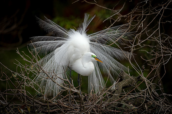 Egret- R62_4491-CR3 by Glenn Woodell
