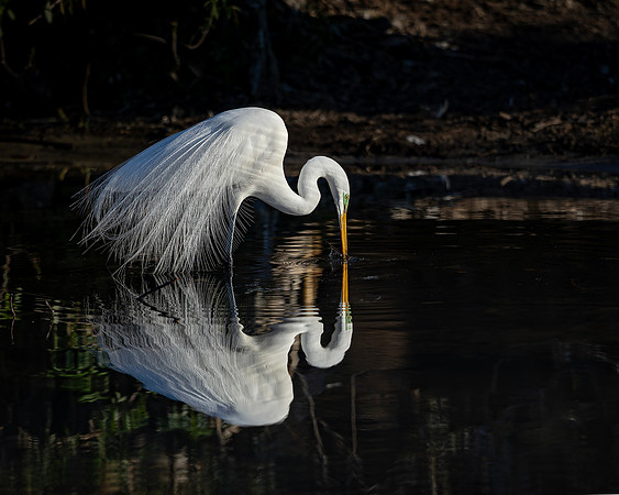 Egret- R62_9425-CR3 by Glenn Woodell