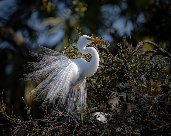Egret- R61_8766-CR3 by Glenn Woodell