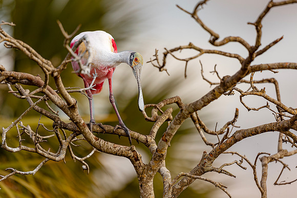 Roseate Spoonbill- R62_0034-CR3 by Glenn Woodell