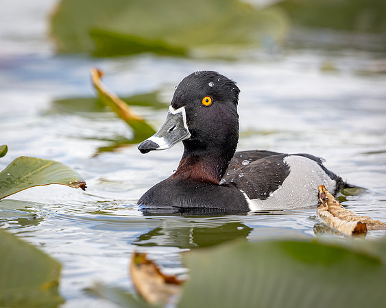Ring Billed Duck- R62_1206-CR3 by Glenn Woodell