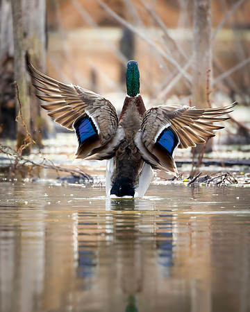 Mallard- Marsh Mallard by Wendy Woodell