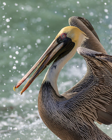 Pelican- The Splash by Wendy Woodell